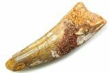 Fossil Spinosaurus Tooth - Real Dinosaur Tooth #357846-1